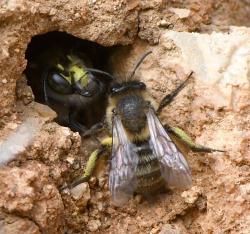 Andrena sp.